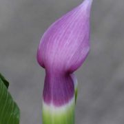 Image of Arisaema murrayi var. sonubeniae P.Tetali, Punekar & Lakshmin..