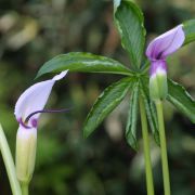 Image of Arisaema murrayi var. sonubeniae P.Tetali, Punekar & Lakshmin..