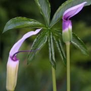 Image of Arisaema murrayi var. sonubeniae P.Tetali, Punekar & Lakshmin..