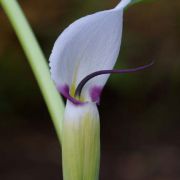 Image of Arisaema murrayi var. murrayi .