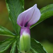 Image of Arisaema murrayi var. sonubeniae P.Tetali, Punekar & Lakshmin..