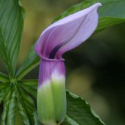 Image of Arisaema murrayi var. sonubeniae P.Tetali, Punekar & Lakshmin..