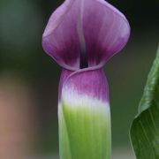 Image of Arisaema murrayi var. sonubeniae P.Tetali, Punekar & Lakshmin..