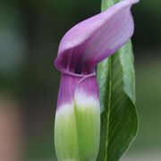 Image of Arisaema murrayi var. sonubeniae P.Tetali, Punekar & Lakshmin..