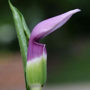 Image of Arisaema murrayi var. sonubeniae P.Tetali, Punekar & Lakshmin..