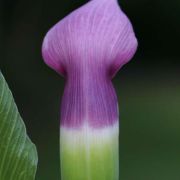 Image of Arisaema murrayi var. sonubeniae P.Tetali, Punekar & Lakshmin..