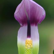 Image of Arisaema murrayi var. sonubeniae P.Tetali, Punekar & Lakshmin..