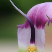 Image of Arisaema murrayi var. sonubeniae P.Tetali, Punekar & Lakshmin..