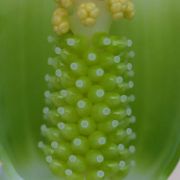 Image of Arisaema murrayi var. sonubeniae P.Tetali, Punekar & Lakshmin..