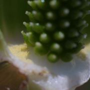 Image of Arisaema murrayi var. sonubeniae P.Tetali, Punekar & Lakshmin..