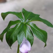 Image of Arisaema murrayi var. sonubeniae P.Tetali, Punekar & Lakshmin..