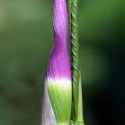 Image of Arisaema murrayi var. sonubeniae P.Tetali, Punekar & Lakshmin..