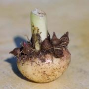 Image of Arisaema murrayi  (J. Graham) Hook..