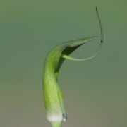 Image of Arisaema neglectum  Schott.