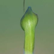 Image of Arisaema neglectum  Schott.