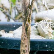 Image of Arisaema nepenthoides  (Wallich) Martius in Schott.