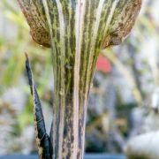 Image of Arisaema nepenthoides  (Wallich) Martius in Schott.