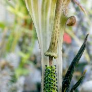 Image of Arisaema nepenthoides  (Wallich) Martius in Schott.