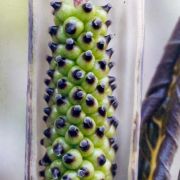 Image of Arisaema nepenthoides  (Wallich) Martius in Schott.