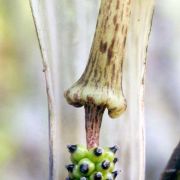 Image of Arisaema nepenthoides  (Wallich) Martius in Schott.