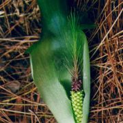 Image of Arisaema omkoiense  Gusm..