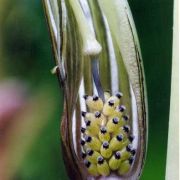 Image of Arisaema ostiolatum  Hara.