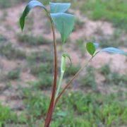 Image of Arisaema pachystachyum  Hett. & G. Gusman.