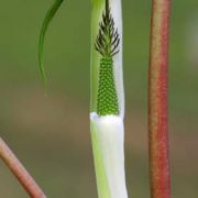 Image of Arisaema pachystachyum  Hett. & G. Gusman.