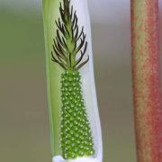 Image of Arisaema pachystachyum  Hett. & G. Gusman.