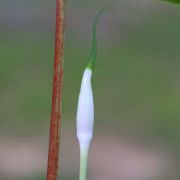 Image of Arisaema pachystachyum  Hett. & G. Gusman.