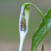 Image of Arisaema pachystachyum  Hett. & G. Gusman.