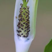 Image of Arisaema pachystachyum  Hett. & G. Gusman.