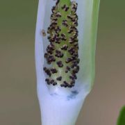 Image of Arisaema pachystachyum  Hett. & G. Gusman.