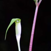 Image of Arisaema pachystachyum  Hett. & G. Gusman.