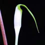 Image of Arisaema pachystachyum  Hett. & G. Gusman.