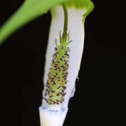 Image of Arisaema pachystachyum  Hett. & G. Gusman.