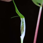 Image of Arisaema pachystachyum  Hett. & G. Gusman.