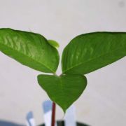 Image of Arisaema pachystachyum  Hett. & G. Gusman.