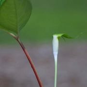 Image of Arisaema pachystachyum  Hett. & G. Gusman.