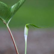 Image of Arisaema pachystachyum  Hett. & G. Gusman.