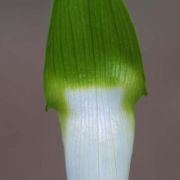 Image of Arisaema pachystachyum  Hett. & G. Gusman.