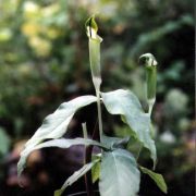 Image of Arisaema penicillatum  N.E. Br..