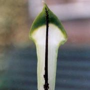 Image of Arisaema penicillatum  N.E. Br..