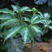 Image of Arisaema peninsulae  Nakai.