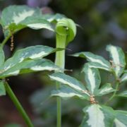 Image of Arisaema peninsulae  Nakai.