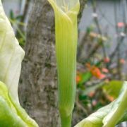 Image of Arisaema petelotii  K. Krause.