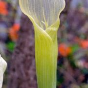 Image of Arisaema petelotii  K. Krause.