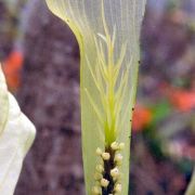 Image of Arisaema petelotii  K. Krause.