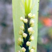 Image of Arisaema petelotii  K. Krause.