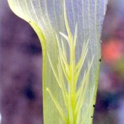 Image of Arisaema petelotii  K. Krause.